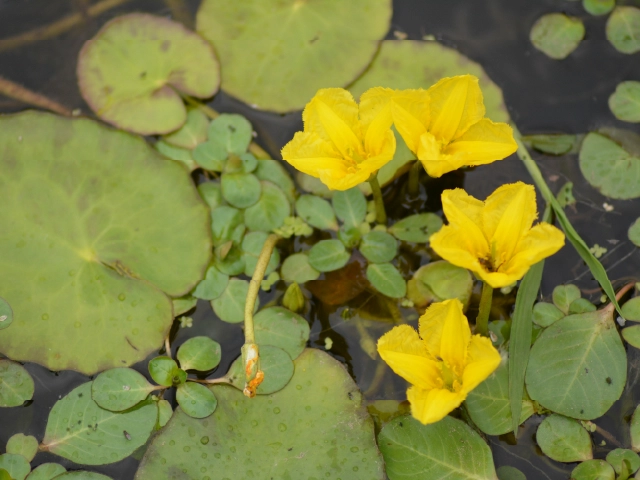 Nymphoides peltata